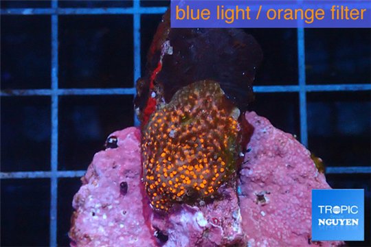 Montipora danae red poker star 1-2 cm WYSIWYG acclimaté