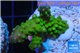 Acropora humilis green Fijii 3-5 cm WYSIWYG acclimaté
