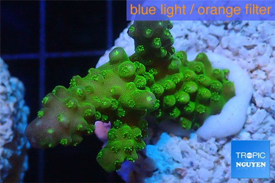 Acropora humilis green Fijii 3-5 cm WYSIWYG acclimaté