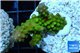 Acropora humilis green Fijii 3-5 cm WYSIWYG acclimaté