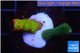 Montipora digitata combo / green & red fire forest 2-3 cm WYSIWYG acclimaté