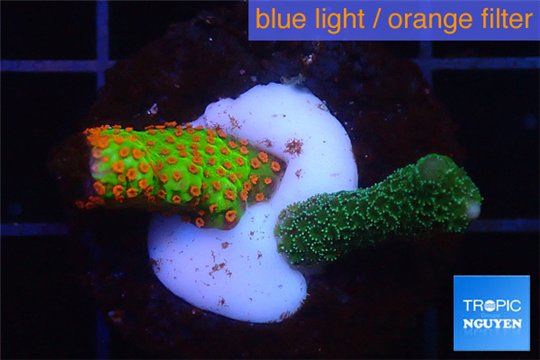 Montipora digitata combo / green & red fire forest 2-3 cm WYSIWYG acclimaté