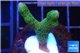 Montipora digitata green 2-3 cm WYSIWYG acclimaté