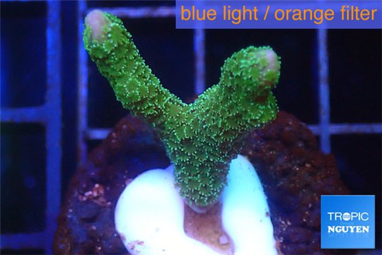 Montipora digitata green 2-3 cm WYSIWYG acclimaté