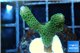 Montipora digitata green 2-3 cm WYSIWYG acclimaté