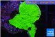 Montipora green cap 2-4 cm WYSIWYG acclimaté