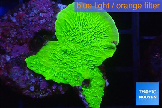 Montipora green cap 2-4 cm WYSIWYG acclimaté