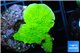Montipora green cap 2-4 cm WYSIWYG acclimaté