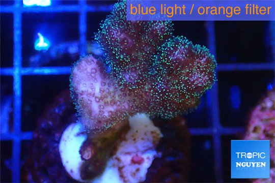 Pocillopora green & pink tip 2-3 cm WYSIWYG acclimaté