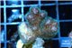Pocillopora green & pink tip 2-3 cm WYSIWYG acclimaté