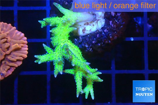 Seritopora golden green 3-4 cm WYSIWYG acclimaté