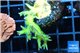 Seritopora golden green 3-4 cm WYSIWYG acclimaté
