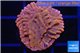 Montipora red & purple polyps 1-2 cm WYSIWYG acclimaté