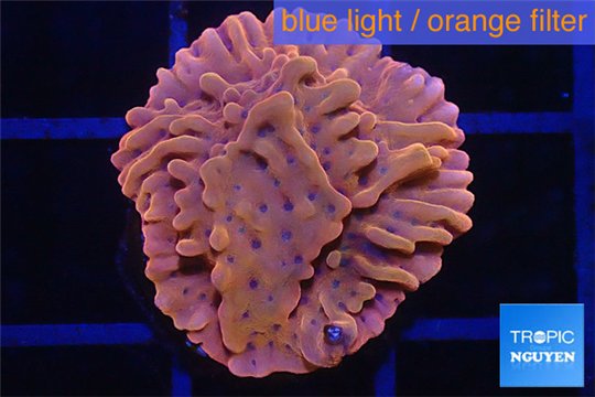 Montipora red & purple polyps 1-2 cm WYSIWYG acclimaté