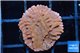 Montipora red & purple polyps 1-2 cm WYSIWYG acclimaté
