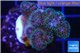 Pocillopora green & pink tip 2-3 cm WYSIWYG acclimaté