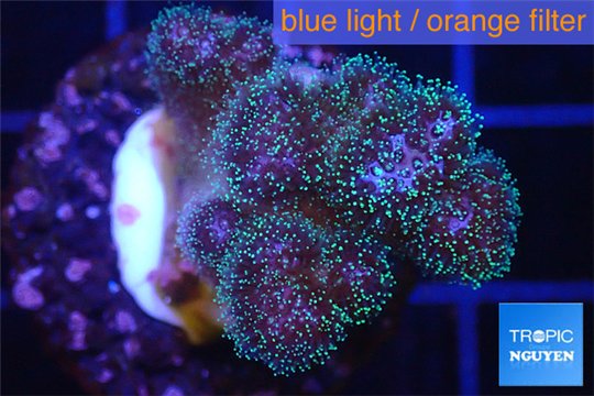 Pocillopora green & pink tip 2-3 cm WYSIWYG acclimaté