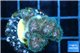 Pocillopora green & pink tip 2-3 cm WYSIWYG acclimaté