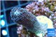 Stylophora milka 2-3 cm WYSIWYG acclimaté