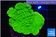 Montipora green cap 3-4 cm WYSIWYG acclimaté