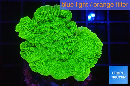 Montipora green cap 3-4 cm WYSIWYG acclimaté