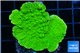 Montipora green cap 3-4 cm WYSIWYG acclimaté