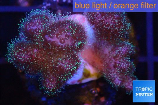 Pocillopora green & pink tip 2-3 cm WYSIWYG acclimaté