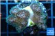Pocillopora green & pink tip 2-3 cm WYSIWYG acclimaté