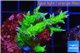 Seritopora golden green 3-4 cm WYSIWYG acclimaté