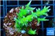 Seritopora golden green 3-4 cm WYSIWYG acclimaté