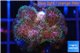 Pocillopora green & pink tip 2-3 cm WYSIWYG acclimaté
