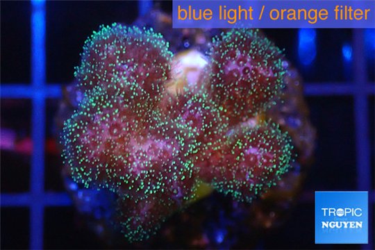 Pocillopora green & pink tip 2-3 cm WYSIWYG acclimaté