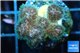 Pocillopora green & pink tip 2-3 cm WYSIWYG acclimaté