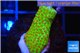 Montipora red fire forest 2-3 cm WYSIWYG acclimaté