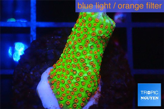 Montipora red fire forest 2-3 cm WYSIWYG acclimaté