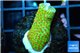 Montipora red fire forest 2-3 cm WYSIWYG acclimaté