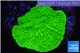 Montipora green cap 2-4 cm WYSIWYG acclimaté