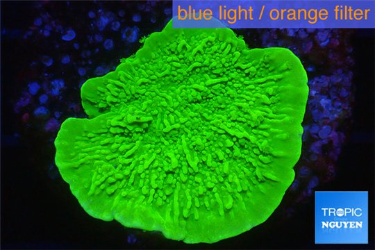 Montipora green cap 2-4 cm WYSIWYG acclimaté