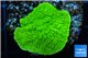 Montipora green cap 2-4 cm WYSIWYG acclimaté
