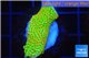 Montipora red fire forest 2-4 cm WYSIWYG acclimaté