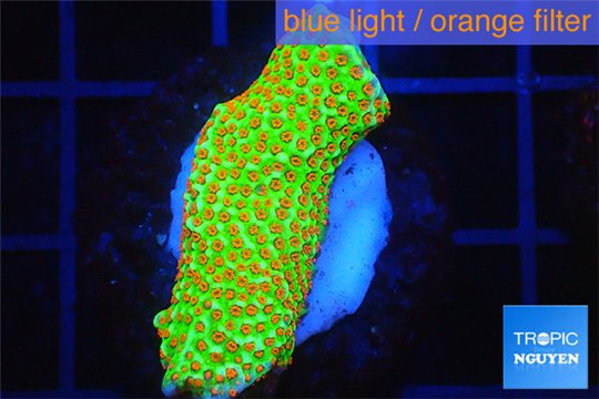 Montipora red fire forest 2-4 cm WYSIWYG acclimaté