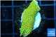 Montipora red fire forest 2-4 cm WYSIWYG acclimaté