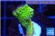 Montipora red fire forest 2-4 cm WYSIWYG acclimaté