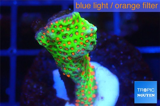 Montipora red fire forest 2-4 cm WYSIWYG acclimaté