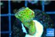 Montipora red fire forest 2-4 cm WYSIWYG acclimaté