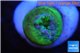 Duncanopsammia green 1 polyp WYSIWYG acclimaté