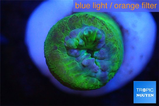 Duncanopsammia green 1 polyp WYSIWYG acclimaté