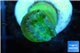 Duncanopsammia green 1 polyp WYSIWYG acclimaté