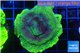 Montipora green & purple polyps 4-6 cm WYSIWYG acclimaté