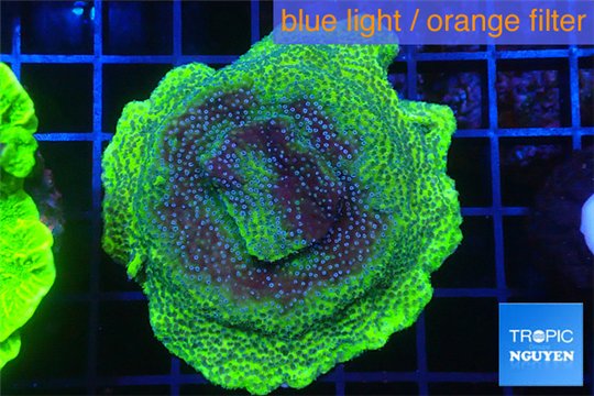 Montipora green & purple polyps 4-6 cm WYSIWYG acclimaté